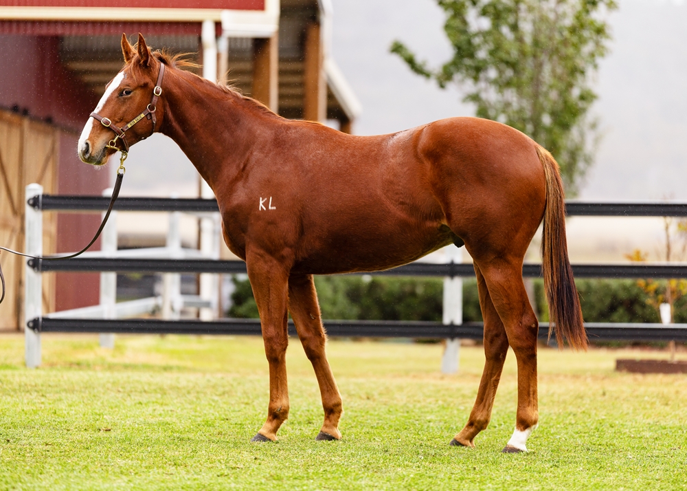Ellsberg (AUS) / Santorini Miss (AUS) 2024 Colt - Image 1