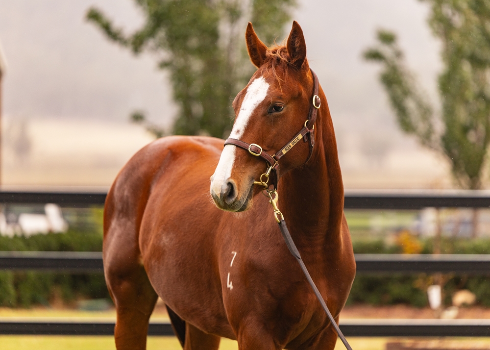 Ellsberg (AUS) / Santorini Miss (AUS) 2024 Colt - Image 2