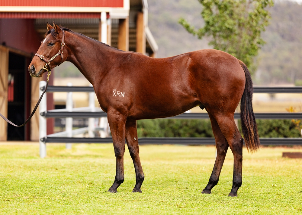 Tassort (AUS) / Sissie's Choice (AUS) 2024 G - Image 1