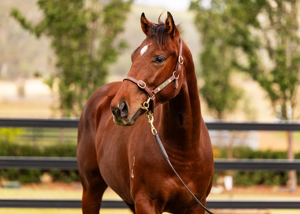 Tassort (AUS) / Sissie's Choice (AUS) 2024 G - Image 2