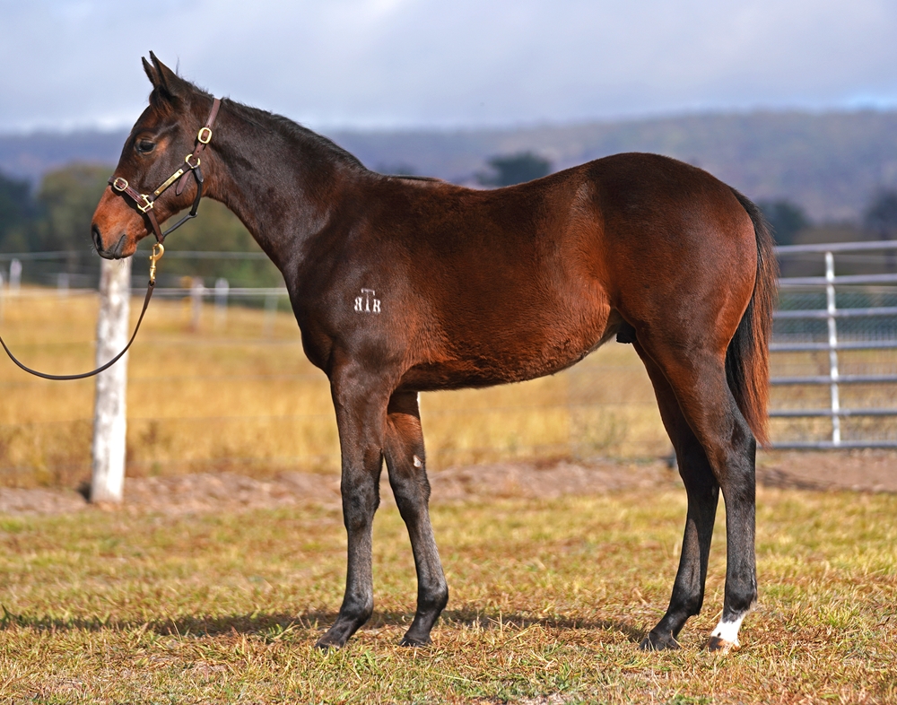 Brutal (NZ) / Our Total Recall (NZ) 2025 Colt - Image 1