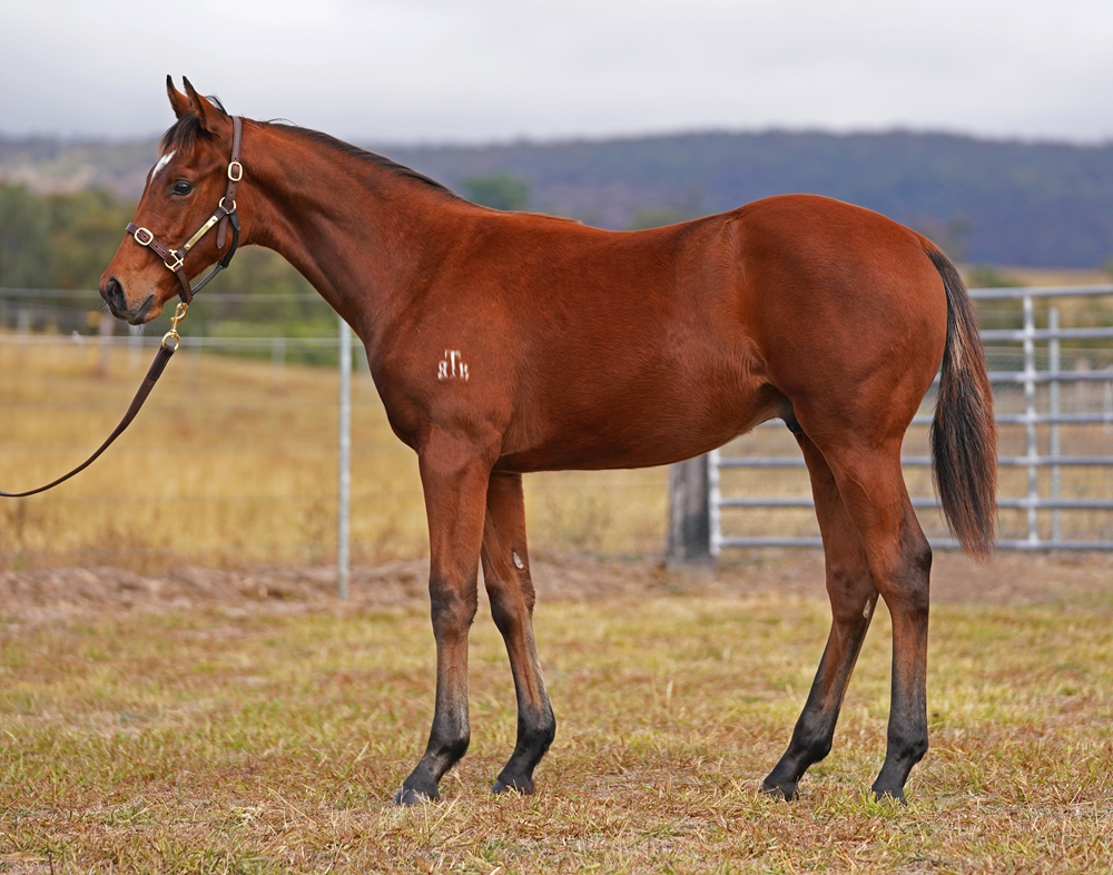 Tassort (AUS) / Pensera (AUS) 2025 Colt - Image 1