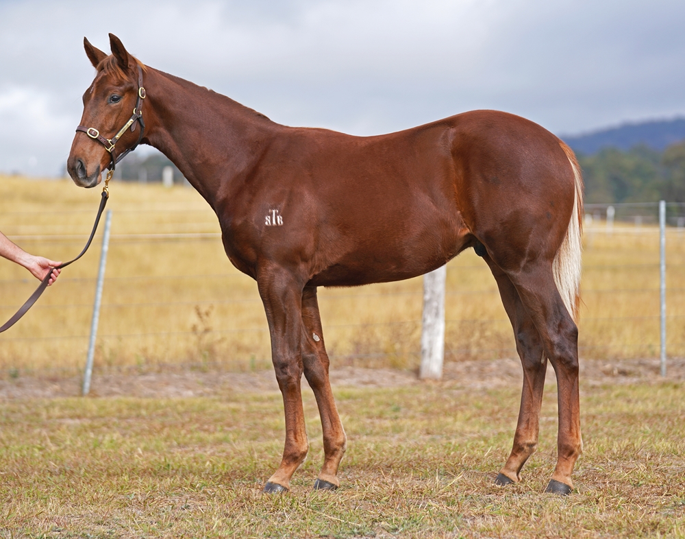 Profiteer (AUS) / Qualify (AUS) 2025 Colt - Image 1