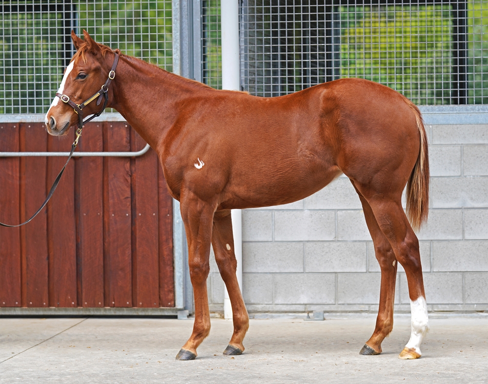 Don Corleone (AUS) / Neurotic (AUS) 2025 Filly - Image 1