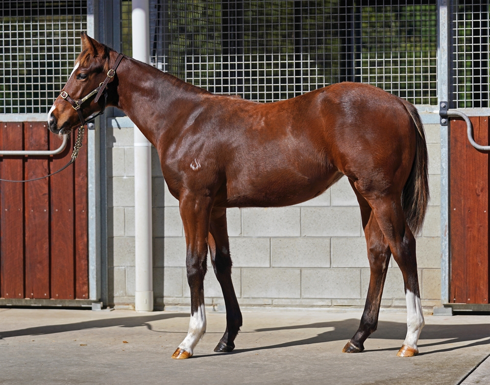 Zousain (AUS) / Took (USA) 2025 Filly - Image 1