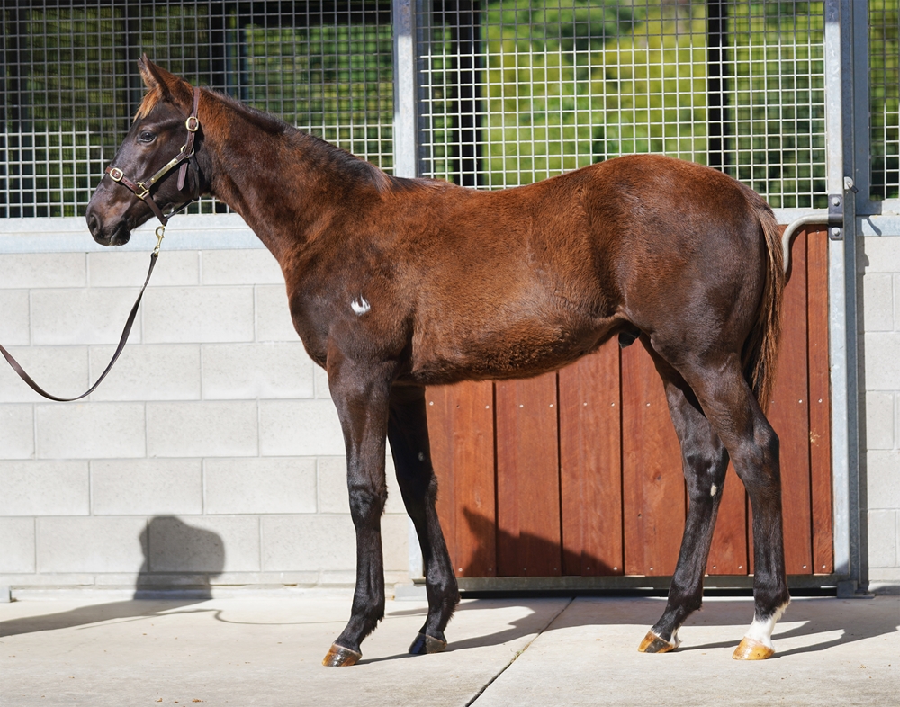 Red Resistance (AUS) / Discreet (AUS) 2025 Colt - Image 1