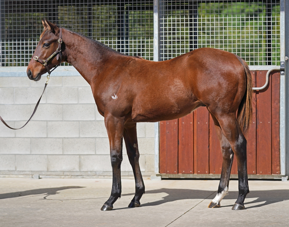 Russian Revolution (AUS) / Dancing Heather (AUS) 2025 Colt - Image 1