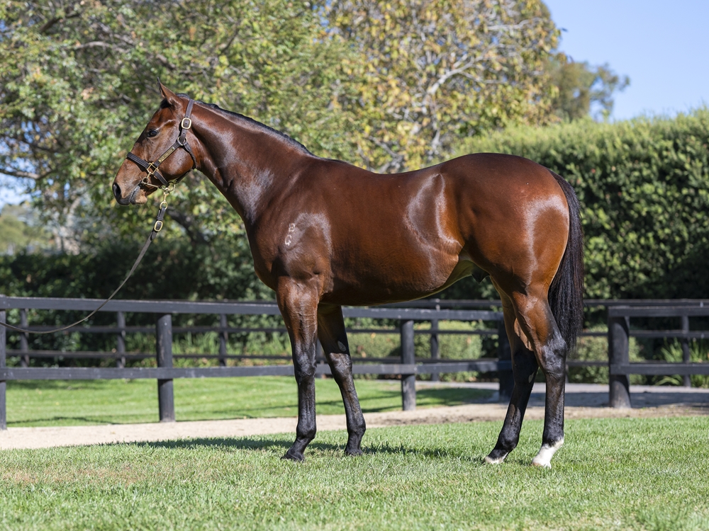 Sejardan (AUS) / Lady d'Oro (AUS) 2024 Colt - Image 1