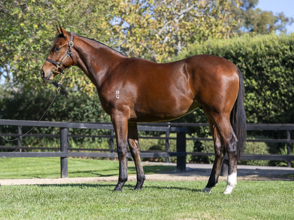 Sejardan (AUS) / Lala Lala (NZ) 2024 Colt - Image 1