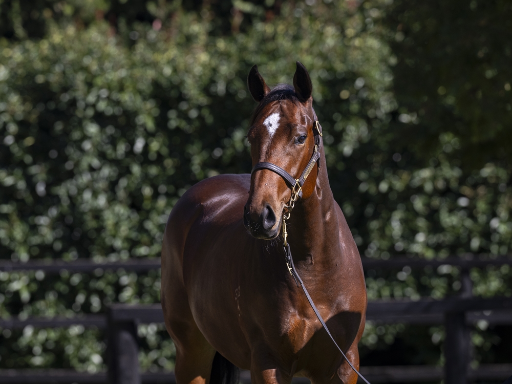 Sejardan (AUS) / Lady d'Oro (AUS) 2024 Colt - Image 2
