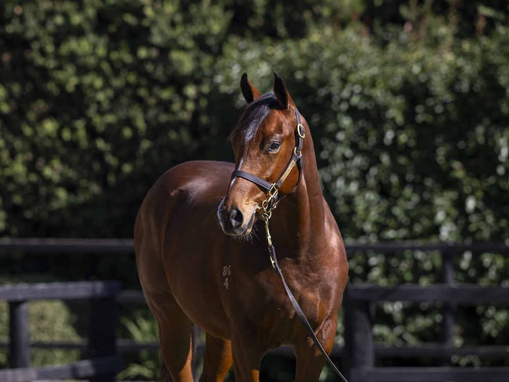 Sejardan (AUS) / Lala Lala (NZ) 2024 Colt - Image 2