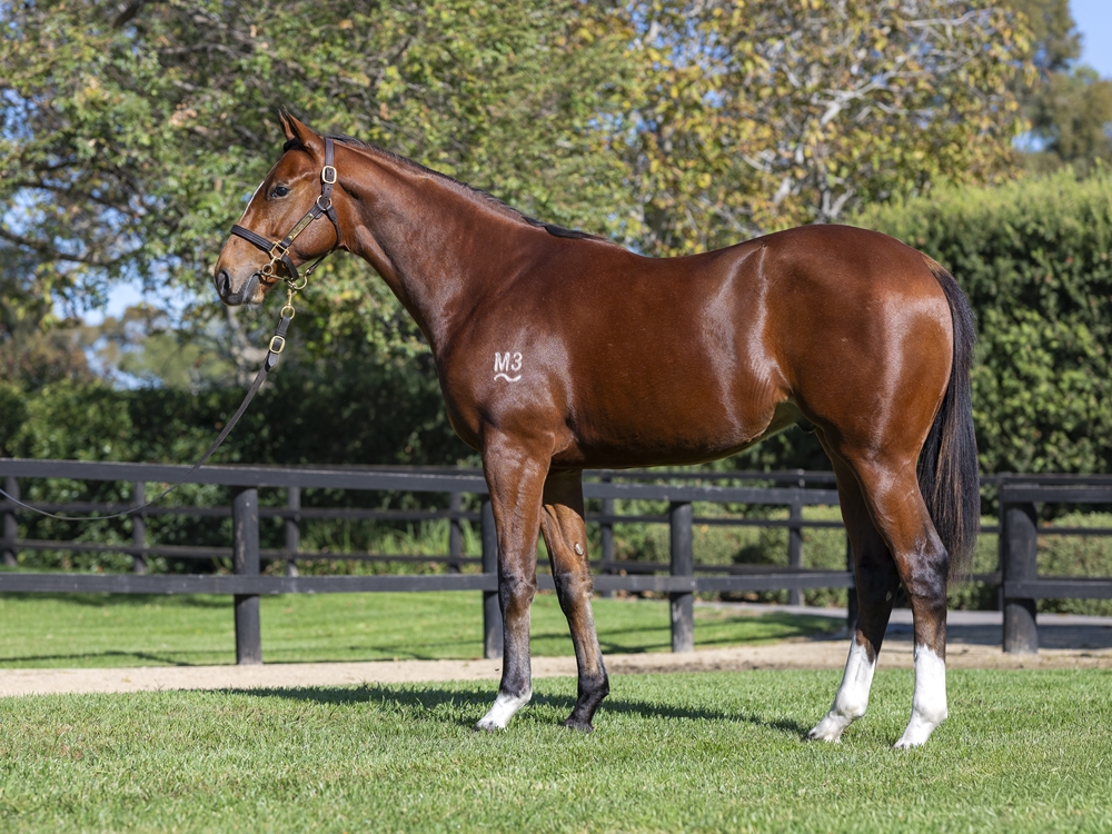 Farnan (AUS) / Needle and Thread (AUS) 2024 Colt - Image 1
