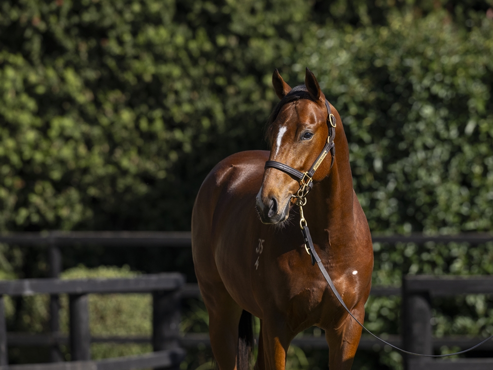 Farnan (AUS) / Needle and Thread (AUS) 2024 Colt - Image 2