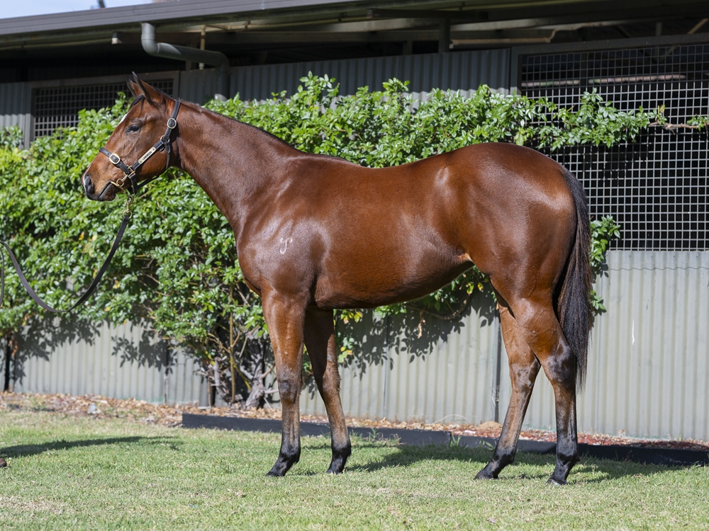 Capitalist (AUS) / Rakkaus (AUS) 2024 Filly - Image 1