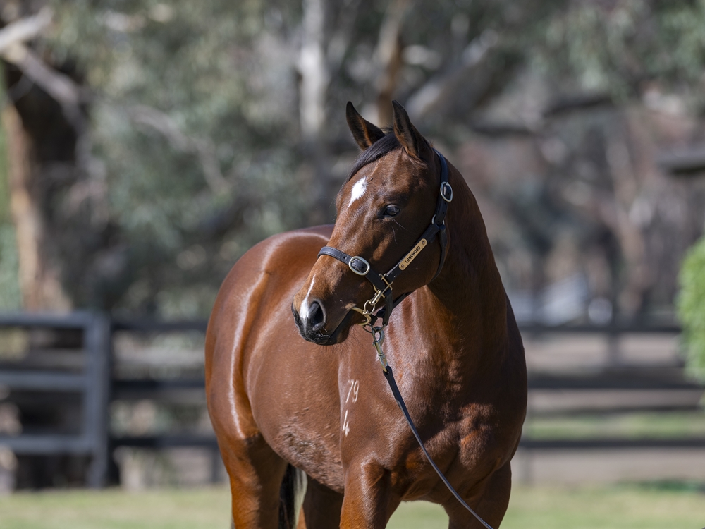 Capitalist (AUS) / Rakkaus (AUS) 2024 Filly - Image 2