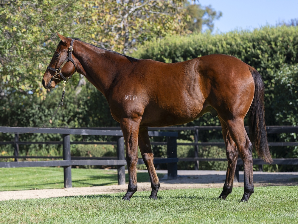 Farnan (AUS) / Sixtyfourth Street (AUS) 2024 Colt - Image 1