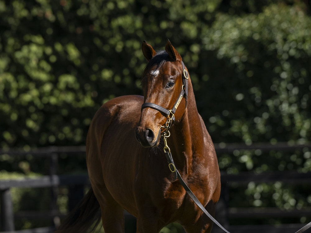 Farnan (AUS) / Sixtyfourth Street (AUS) 2024 Colt - Image 2