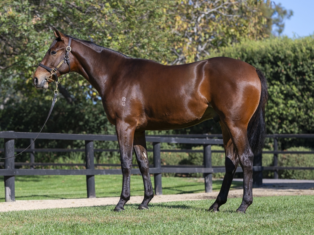Flying Artie (AUS) / Sweetheart Lass (AUS) 2024 Colt - Image 1