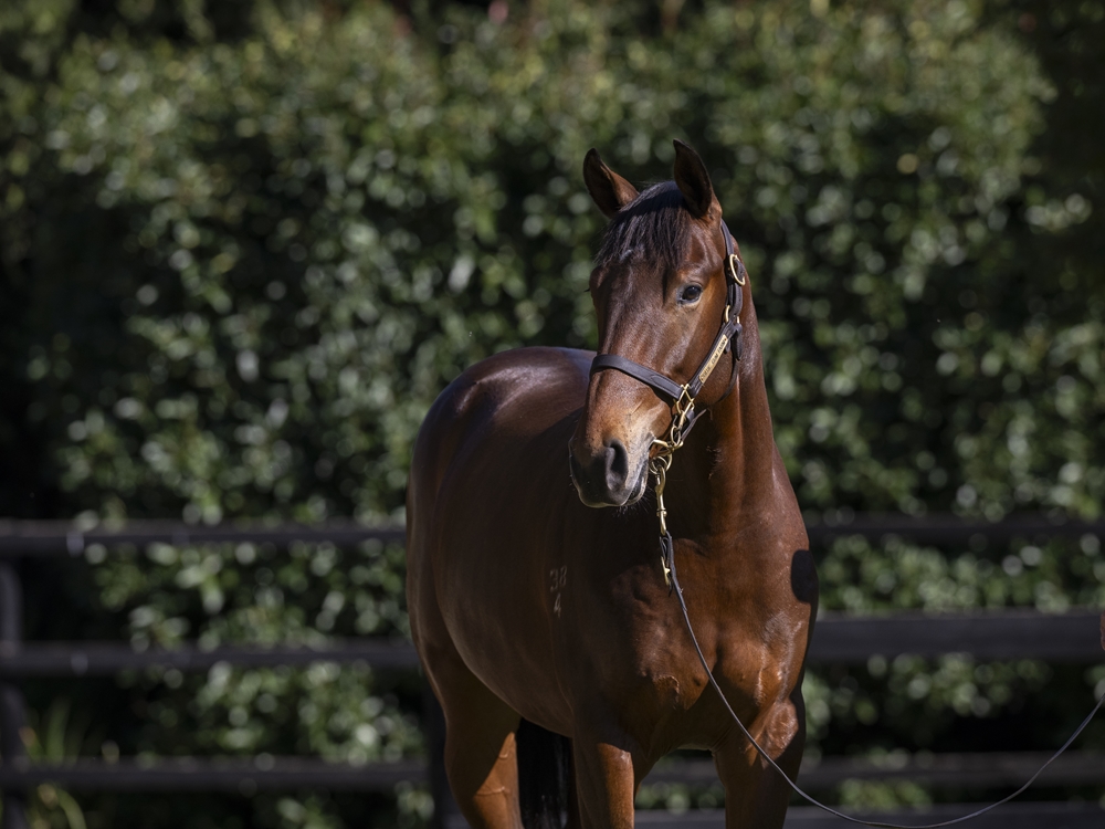 Flying Artie (AUS) / Sweetheart Lass (AUS) 2024 Colt - Image 2