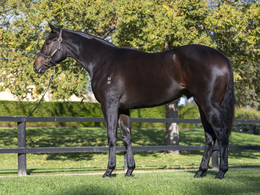 Sejardan (AUS) / Cardannic (AUS) 2024 Colt - Image 1