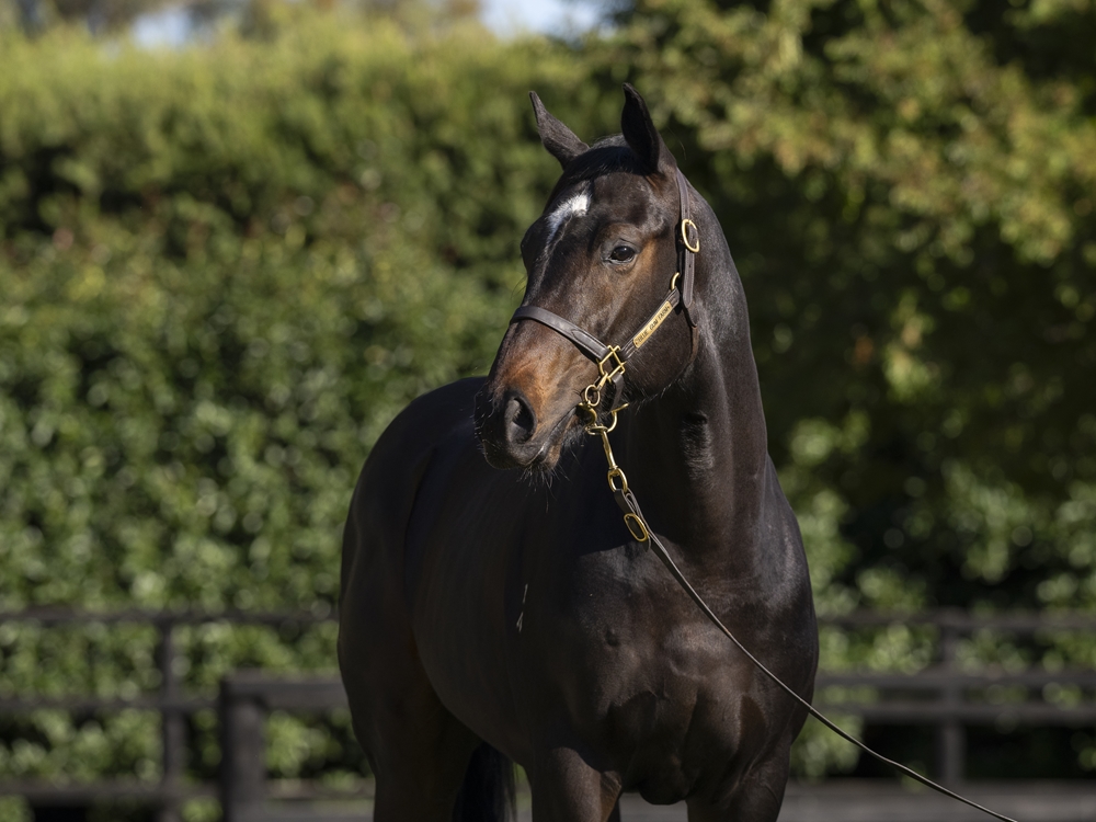 Sejardan (AUS) / Cardannic (AUS) 2024 Colt - Image 2