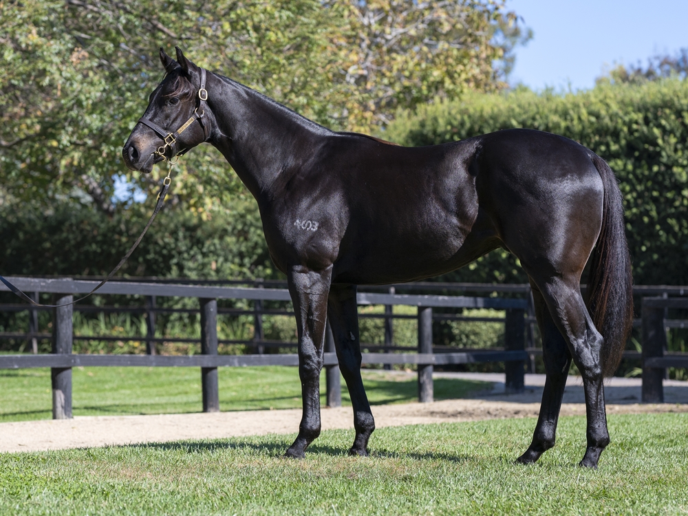 Zoustar (AUS) / Cocoa Doll (AUS) 2024 Colt - Image 1