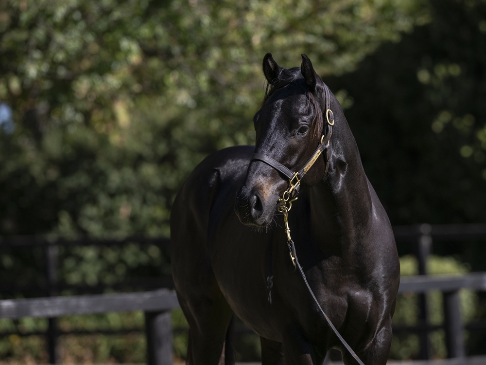 Zoustar (AUS) / Cocoa Doll (AUS) 2024 Colt - Image 2