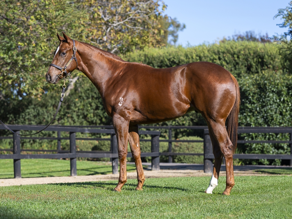 Jacquinot (AUS) / Devious Maid (AUS) 2024 Colt - Image 1