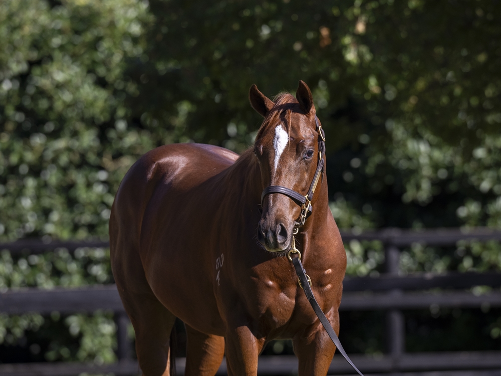 Jacquinot (AUS) / Devious Maid (AUS) 2024 Colt - Image 2