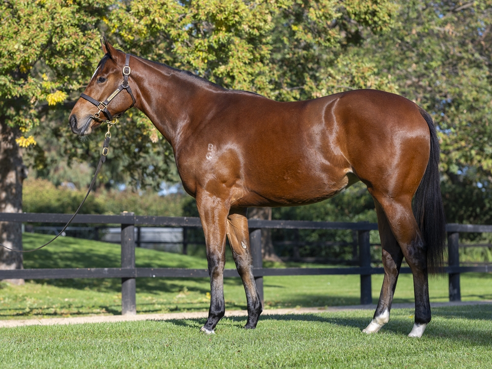 Jacquinot (AUS) / Flandersrain (AUS) 2024 Filly - Image 1