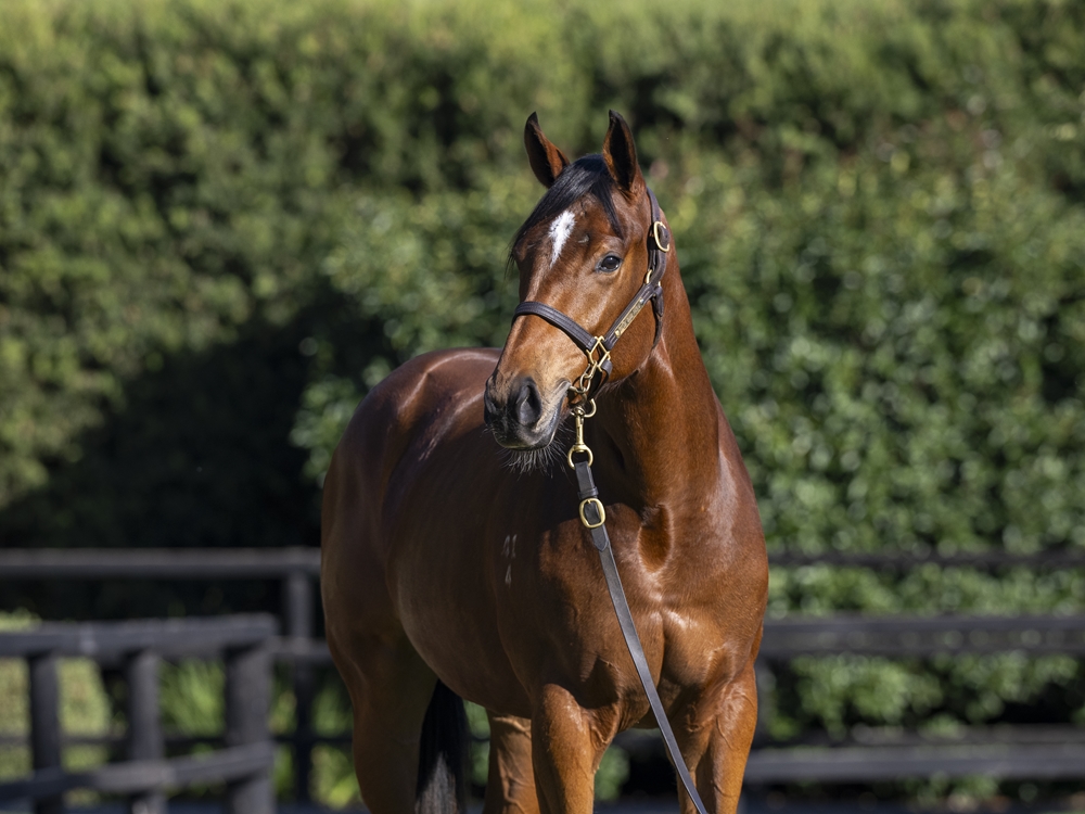 Jacquinot (AUS) / Flandersrain (AUS) 2024 Filly - Image 2