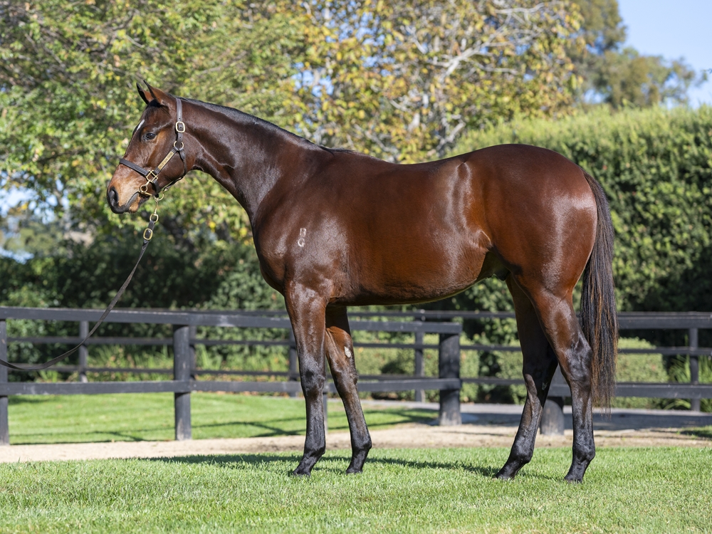 Sejardan (AUS) / Invicta Miss (AUS) 2024 Colt - Image 1