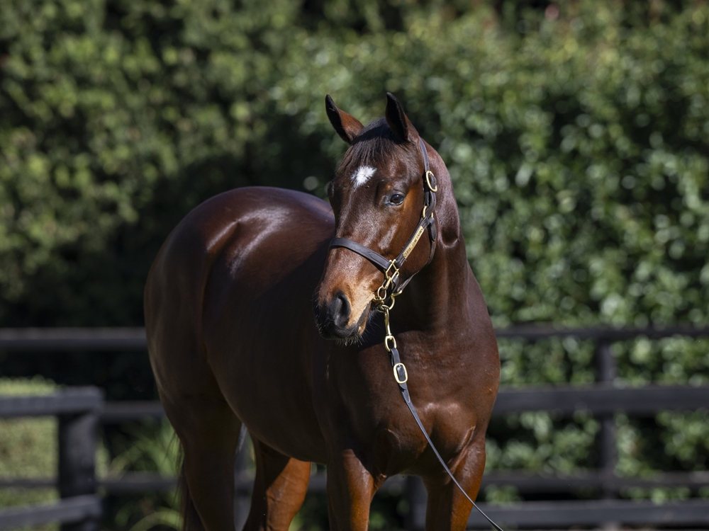 Sejardan (AUS) / Invicta Miss (AUS) 2024 Colt - Image 2