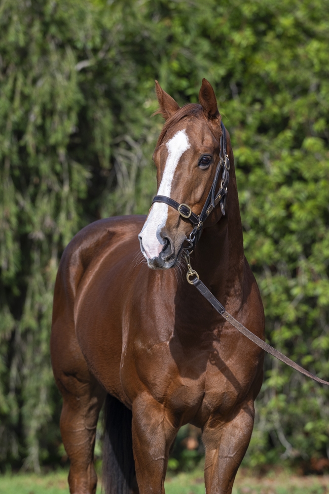 Innocent Enuff (AUS) - Image 2