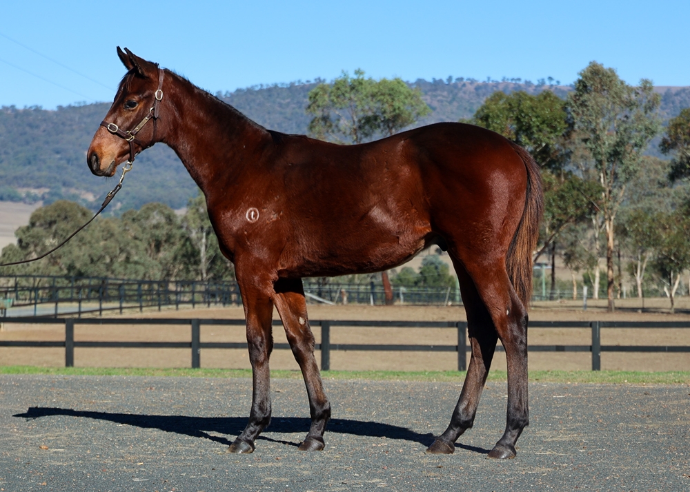 Acrobat (AUS) / Miyoshi (AUS) 2025 Colt - Image 1