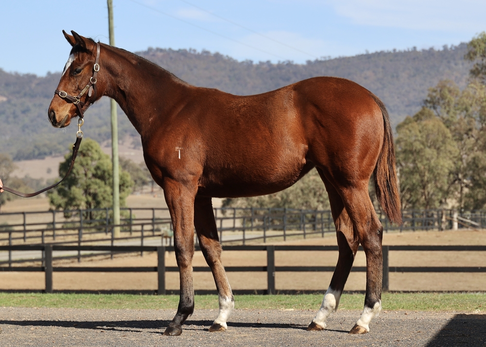 Home Affairs (AUS) / Mystical Moment (AUS) 2025 Filly - Image 1