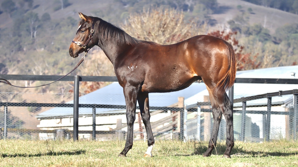 Exceedance (AUS) / Kandanga Miss (AUS) 2025 Colt - Image 1