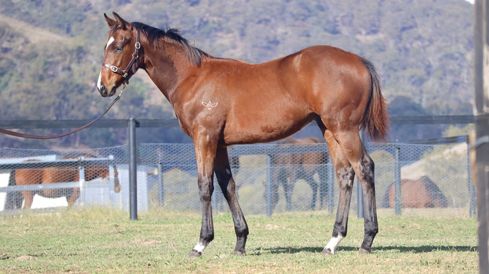 Wild Ruler (AUS) / Go Charlie Go (AUS) 2025 Colt - Image 1