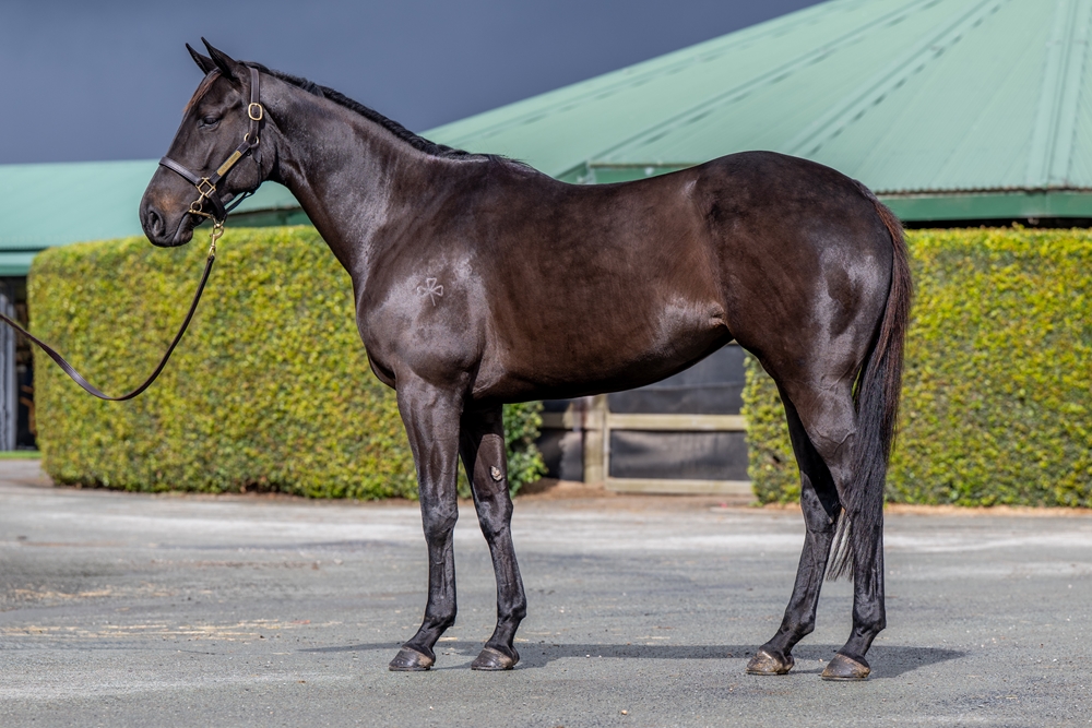 Prosegur (NZ) - Image 1