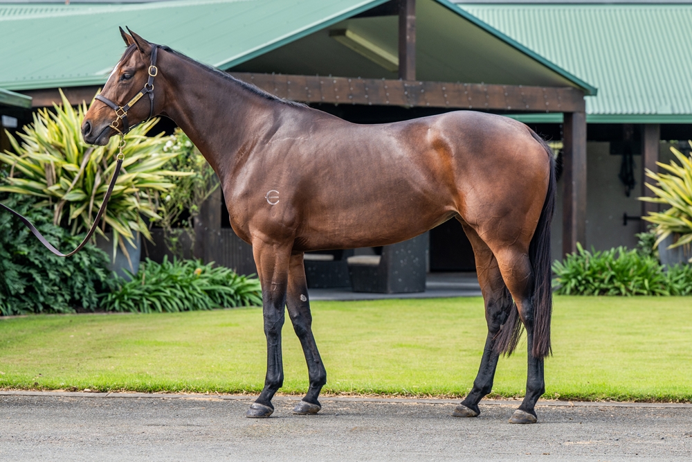 Tessa's Choice (AUS) - Image 1