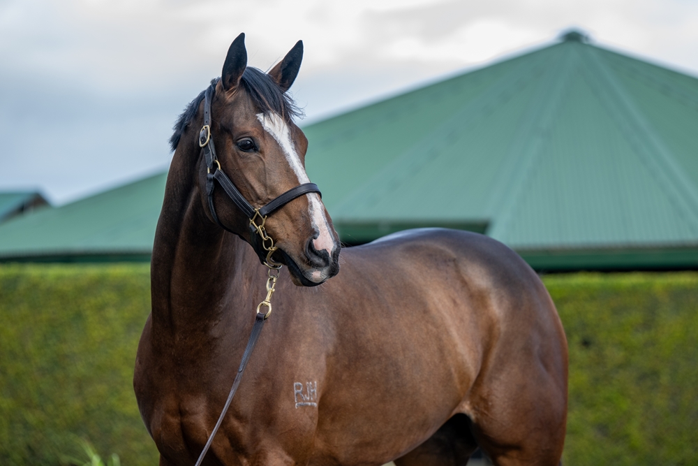 Bene di Lusso (AUS) - Image 2