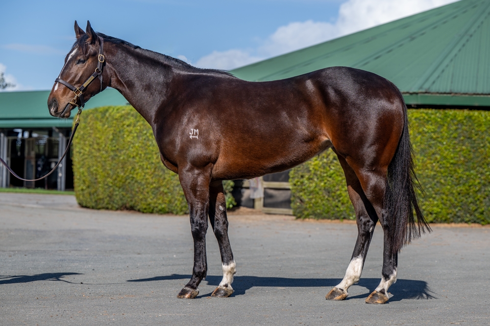 Tycoon Charlie (AUS) - Image 1