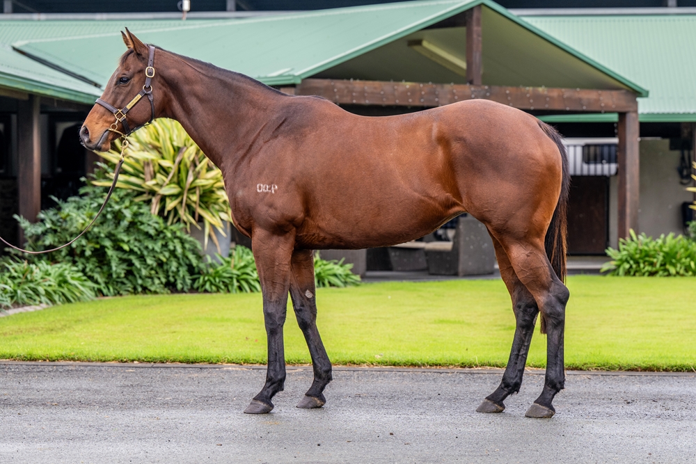 Zorro Rapido (AUS) - Image 1