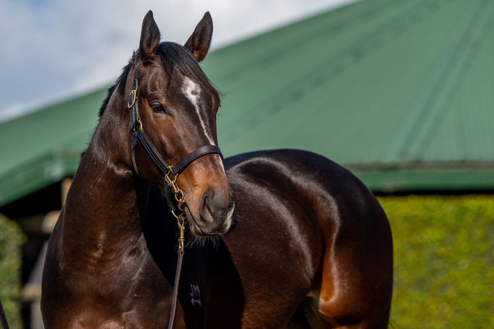 Tycoon Charlie (AUS) - Image 2
