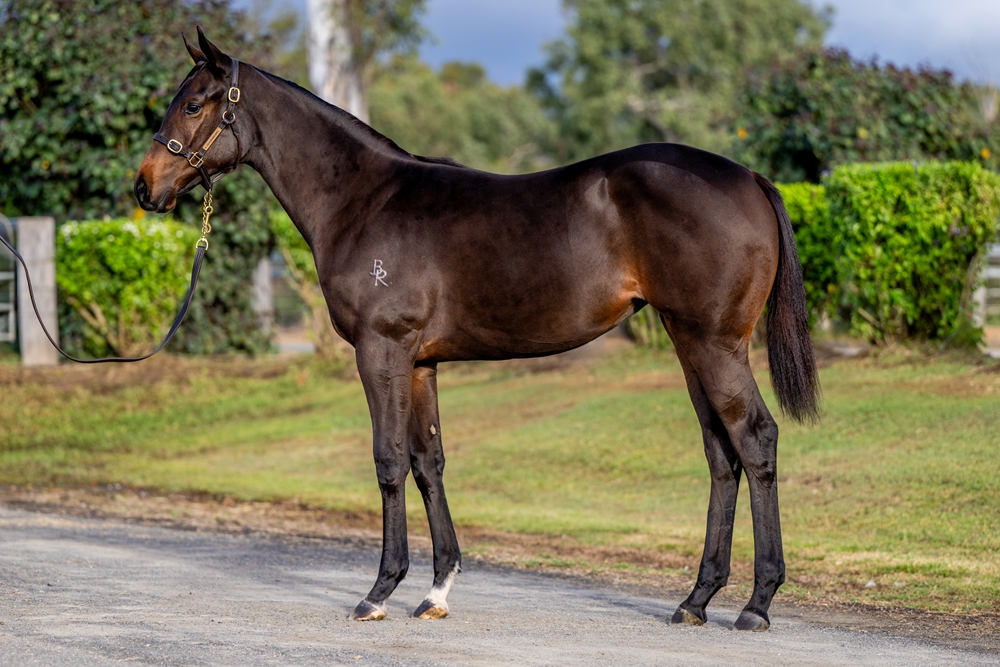 Exceedance (AUS) / Jokester (AUS) 2025 Filly - Image 1