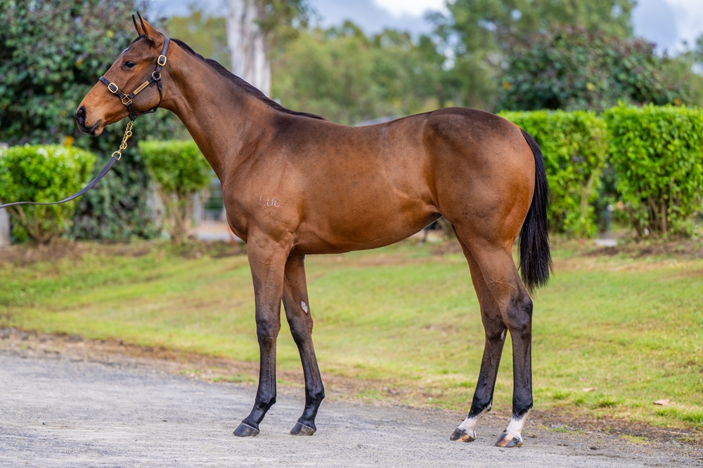 Jacquinot (AUS) / Communicating (AUS) 2025 Filly - Image 1