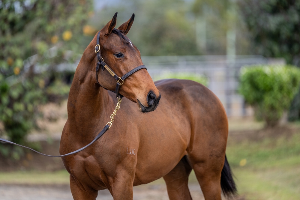 Jacquinot (AUS) / Communicating (AUS) 2025 Filly - Image 2