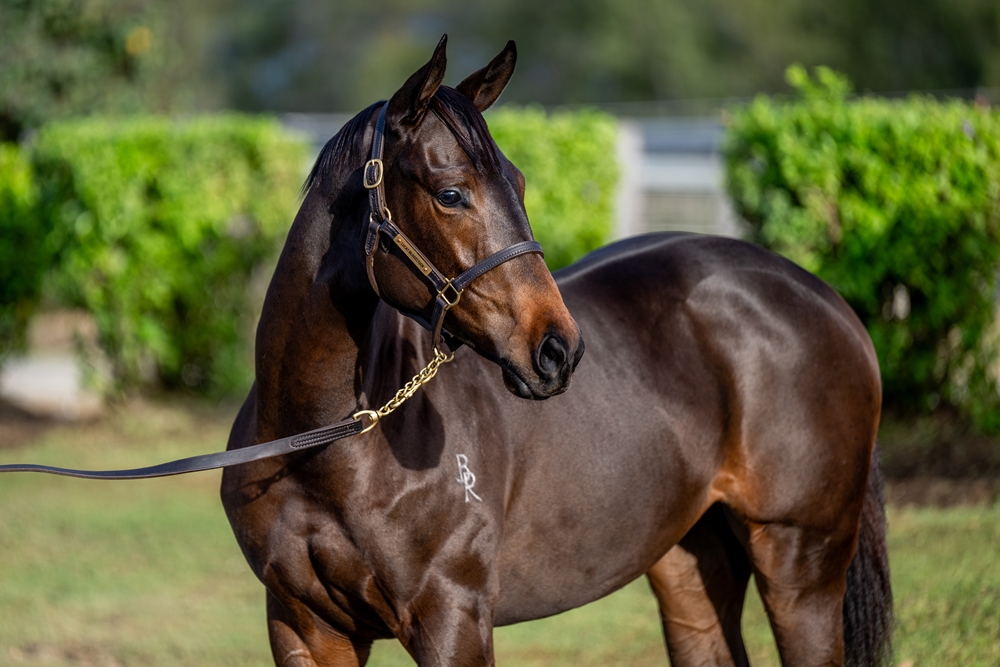 Exceedance (AUS) / Jokester (AUS) 2025 Filly - Image 2