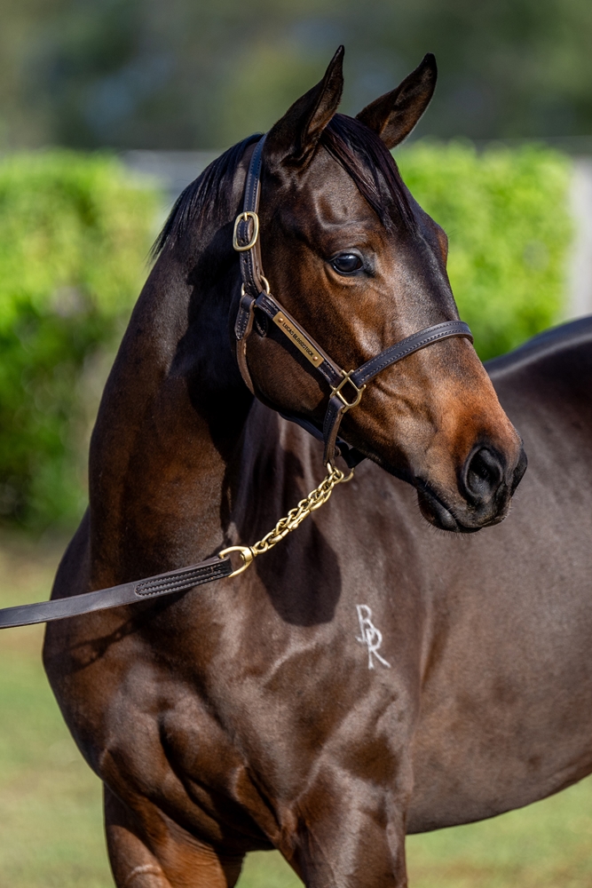 Exceedance (AUS) / Jokester (AUS) 2025 Filly - Image 3