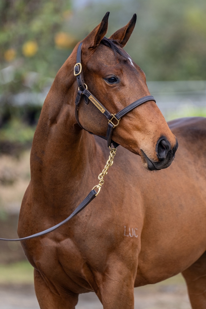 Jacquinot (AUS) / Communicating (AUS) 2025 Filly - Image 3
